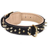 Fashionable Leather Russian Terrier Collar with Brass Spikes