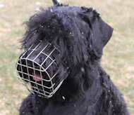 black russian terrier muzzle