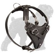 Best training leather harness for Black Russian Terrier