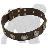 Exlusive Leather Russian Terrier Collar with Hand Set Conchos