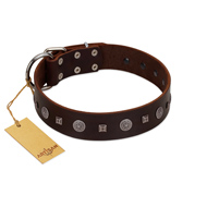 "Pure Sensation" Exclusive FDT Artisan Brown Leather Black Russian Terrier Collar with Fancy Brooches and Studs