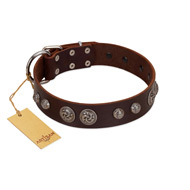 "Choco Brownie" FDT Artisan Brown Leather Black Russian Terrier Collar Adorned with Silver-Like Conchos