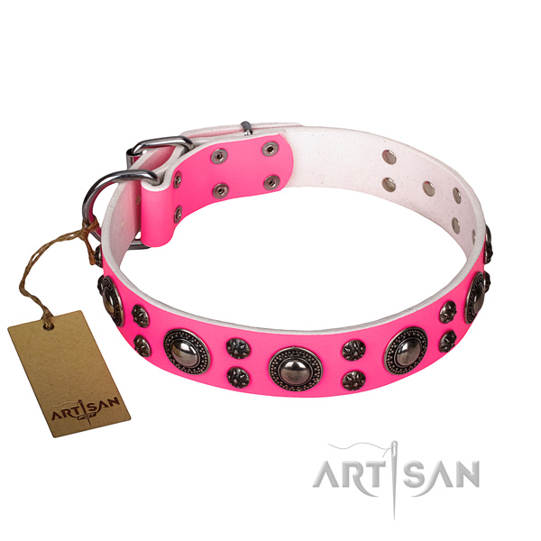 Daily walking dog collar of reliable full grain genuine leather with studs
