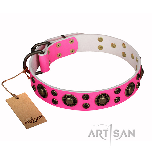 Daily use dog collar of best quality full grain leather with embellishments