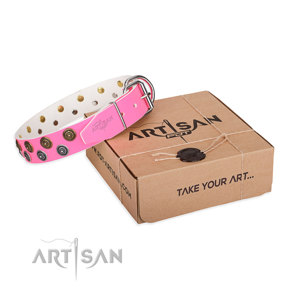 Walking dog collar of top notch full grain genuine leather with studs