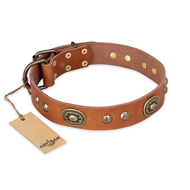 "Stunning Dress" FDT Artisan Tan Leather Black Russian Terrier Collar with Old Bronze Look Plates and Studs