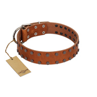 "Star Light" Stylish FDT Artisan Tan Leather Black Russian Terrier Collar with Silver-Like Studs
