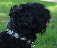 Russian Terrier Leather Dog Collar with Beautiful Blue Stones