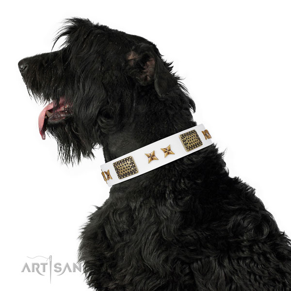 Comfy wearing dog collar with significant studs