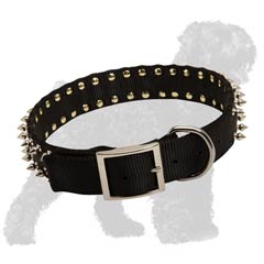 Spiked Nylon Russian Terrier Collar with Nickel Plated Standard Buckle
