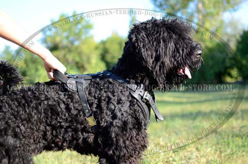 Walking and training Black Russian Terrier harness