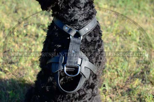 Handmade leather Black Russian Terrier harness