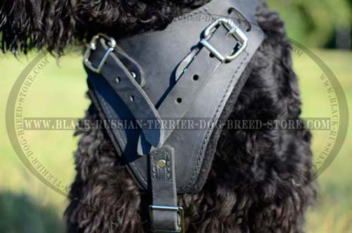 Easy wearing Black Russian Terrier harness