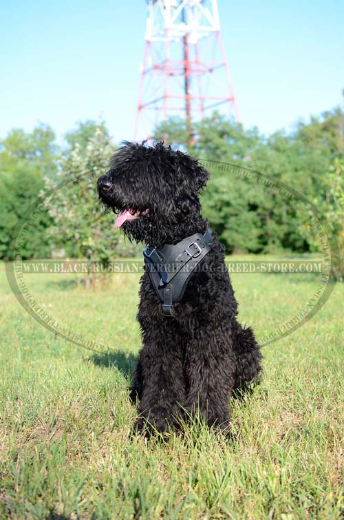 Best value leather Black Russian Terrier harness