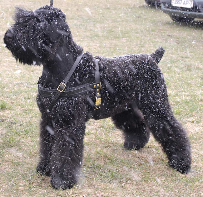 Tracking/Pulling Leather Dog Harness For Russian Terrier