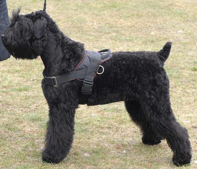 Nylon Multi-Purpose Dog Harness for Tracking / Pulling [H6###1043 Russian Terrier Nylon Black Russian Terrier harness, Black Russian Terrier muzzle, Black Russian Terrier collar, Dog leash