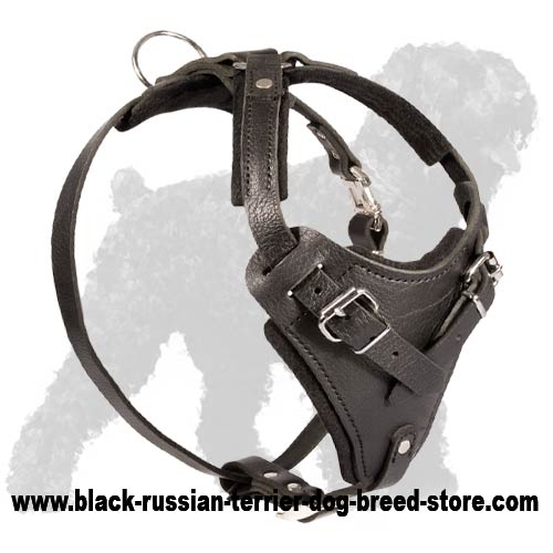 Best training leather harness for Black Russian Terrier