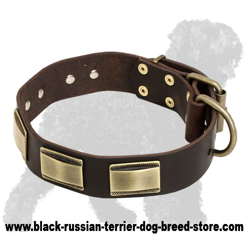 Posh Leather Black Russian Terrier Collar with Brass Plates