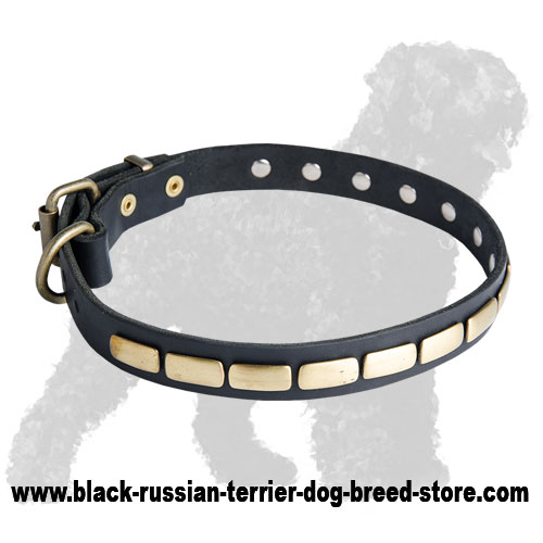 Decorative Brass Plated Leather Russian Terrier Collar