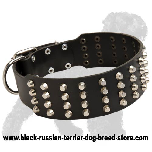 Wide Leather Russian Terrier Collar for Walking