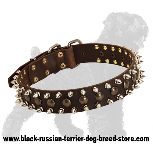 Sternly looking collar with spikes and studs for your Black Russian Terrier