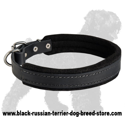 Leather Black Russian Terrier Collar Padded with Thick Felt