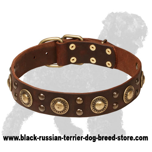 Skillfully Decorated Leather Russian Terrier Collar with Brass Circles and Studs
