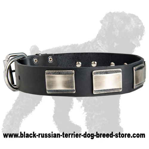 Extravagant Leather Russian Terrier with Massive Nickel Plates
