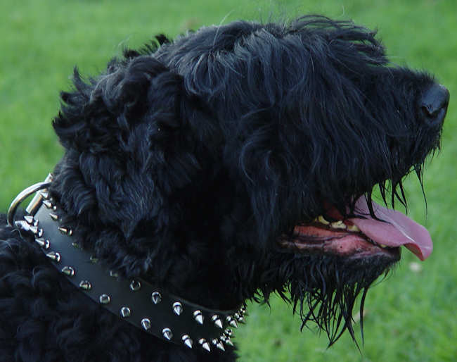 Stylish Spiked Leather Black Russian Terrier Collar