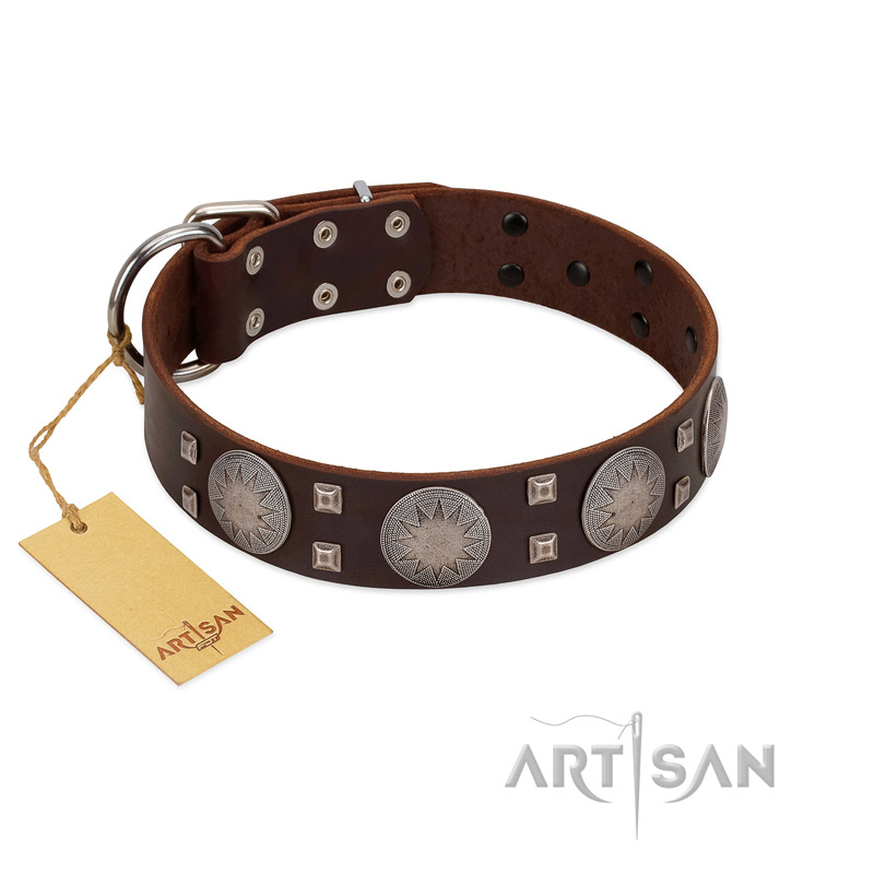 "Sun in Barchans" Modern FDT Artisan Brown Leather Black Russian Terrier Collar with Engraved Stars on Round Plates and Studs