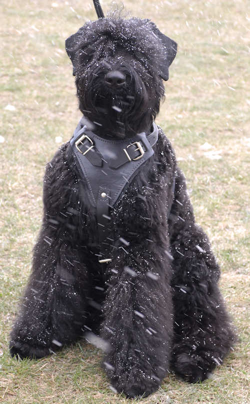 Black Russian Terrier