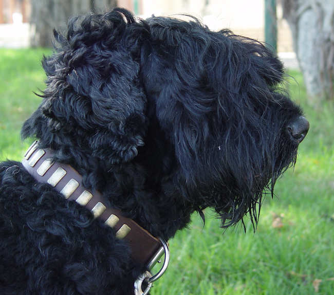 Gorgeous Leather Russian Terrier Collar with Vertical Plates