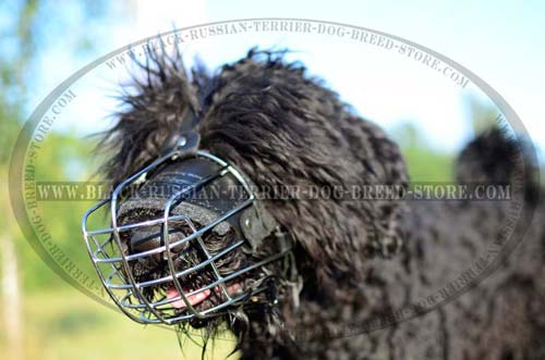 Training Black Russian Terrier muzzle