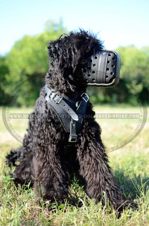 Handmade soft durable leather Black Russian Terrier muzzle