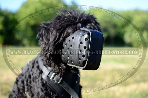 Handmade leather muzzle for Black Russian Terrier