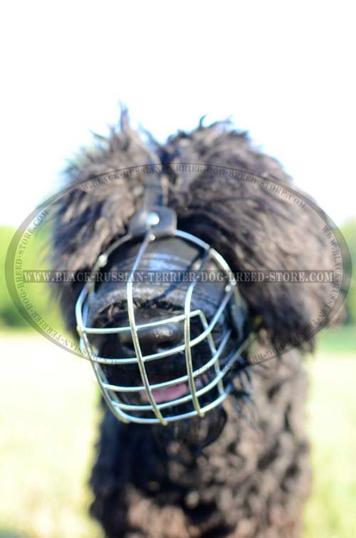 Training wire basket muzzle for Black Russian Terrier