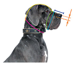 How to measure your Newfoundland's muzzle