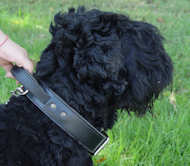 Reliable 2 Ply Leather Russian Terrier Collar