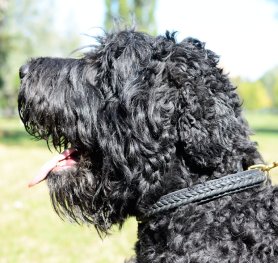 Short History of Black Russian Terrier